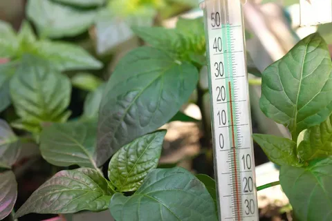 термометр показывает 24°C рядом с лотком рассады на столе