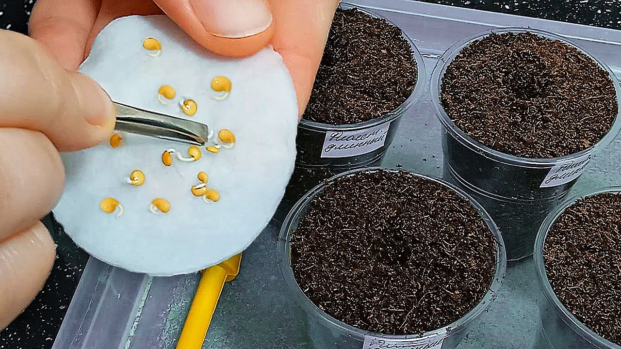 Как замачивать и сеять семена дома: полная памятка для дружных всходов